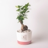 Bonsaï ficus d'intérieur en pot ciment Paola Rolando Flora Vente