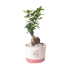 Bonsaï ficus d'intérieur en pot ciment Paola Rolando Flora Offre