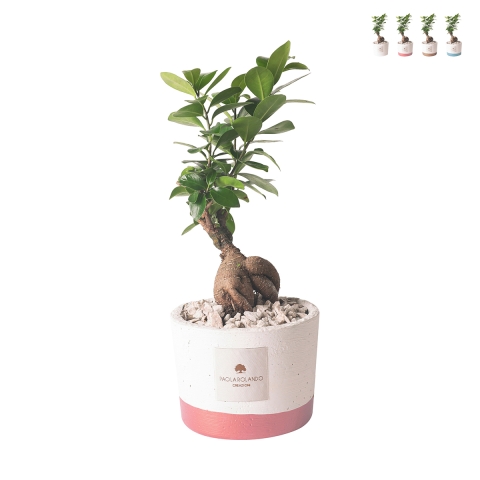 Bonsaï ficus d'intérieur en pot ciment Paola Rolando Flora Promotion