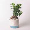 Bombonnière mariage avec bonsaï ficus ginseng en pot Industriel Vente