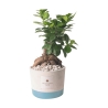 Bombonnière mariage avec bonsaï ficus ginseng en pot Industriel Offre