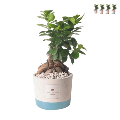 Bombonnière mariage avec bonsaï ficus ginseng en pot Industriel Promotion