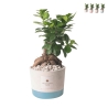Bombonnière mariage avec bonsaï ficus ginseng en pot Industriel Promotion