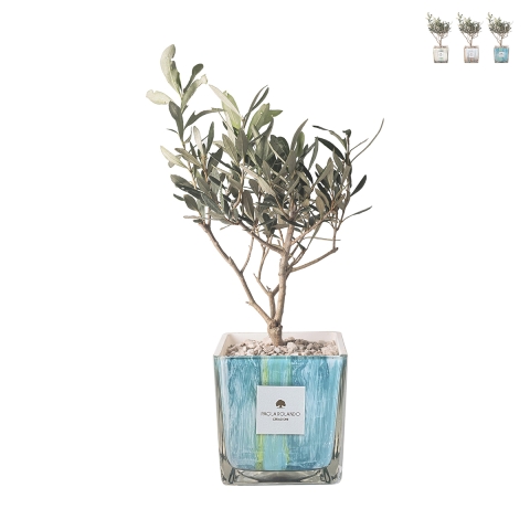 Bombonière olivier Paola Rolando dans vase en verre décoré Clio Square Promotion