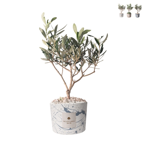 Olivo en pot décoré Paola Rolando souvenir de mariage Simone Promotion