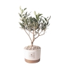 Olivo bomboniera pour mariage Paola Rolando en pot ciment Flora Offre