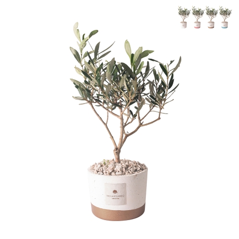 Olivo bomboniera pour mariage Paola Rolando en pot ciment Flora Promotion