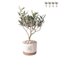 Olivo bomboniera pour mariage Paola Rolando en pot ciment Flora Promotion