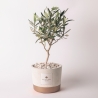 Souvenir avec plant d'olivier en pot de ciment cementino Industrial Vente