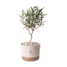 Souvenir avec plant d'olivier en pot de ciment cementino Industrial Offre
