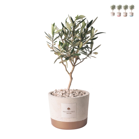 Souvenir avec plant d'olivier en pot de ciment cementino Industrial Promotion