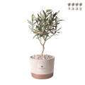 Souvenir avec plant d'olivier en pot de ciment cementino Industrial Promotion