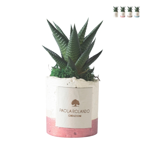 Plante grasse d'intérieur en pot blanc décoratif Paola Rolando Flora Promotion