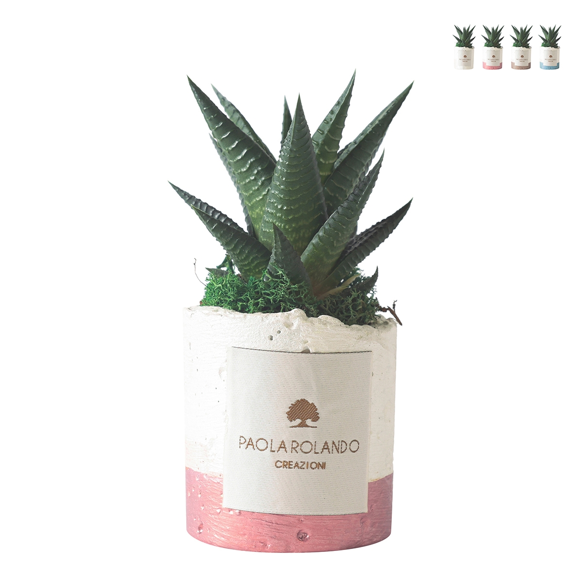 Plante grasse d'intérieur en pot blanc décoratif Paola Rolando Flora Promotion Plante grasse d'intérieur en pot blanc décoratif Paola Rolando Flora Promotion