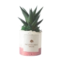 Plante grasse d'intérieur en pot blanc décoratif Paola Rolando Flora Offre