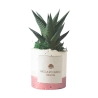 Plante grasse d'intérieur en pot blanc décoratif Paola Rolando Flora Offre