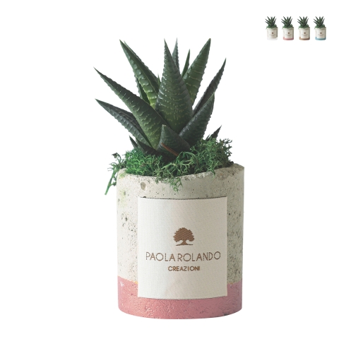 Paola Rolando plante grasse avec pot en ciment bande colorée Industriel Promotion
