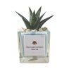 Plante grasse d'intérieur en pot cube en verre décoré Clio Square Offre