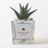 Plante grasse d'intérieur en pot cube en verre décoré Clio Square Vente