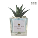Plante grasse d'intérieur en pot cube en verre décoré Clio Square Promotion
