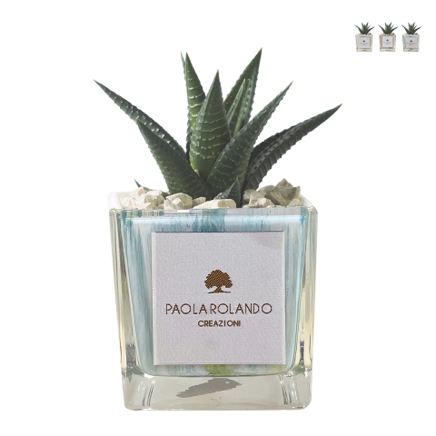 Plante grasse d'intérieur en pot cube en verre décoré Clio Square Promotion