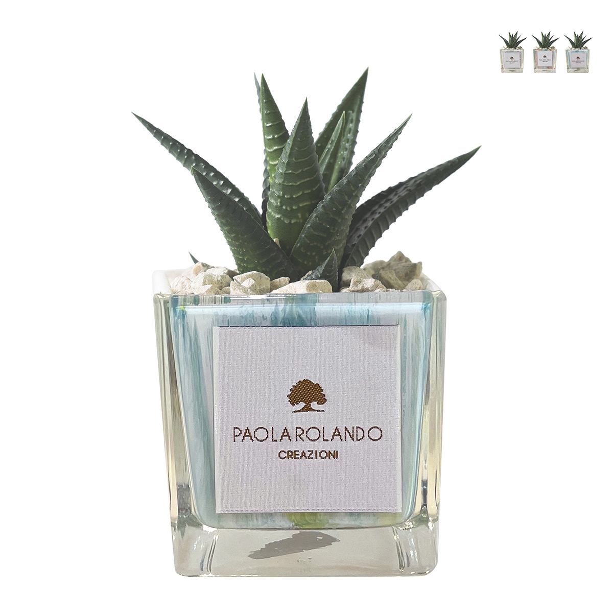 Plante grasse d'intérieur en pot cube en verre décoré Clio Square Promotion Plante grasse d'intérieur en pot cube en verre décoré Clio Square Promotion