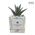 Plante grasse d'intérieur en pot cube en verre décoré Clio Square Promotion