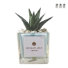 Plante grasse d'intérieur en pot cube en verre décoré Clio Square Promotion