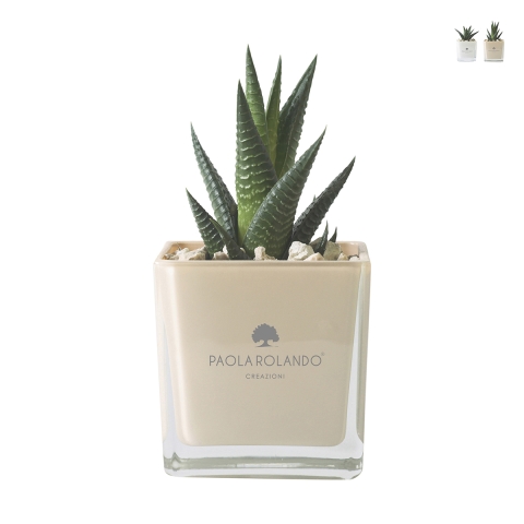 Paola Rolando plante grasse bombonnière avec vase en verre cube Sogno Promotion