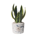 Bombonnière sansevieria dans pot en ciment décoré Simone Offre