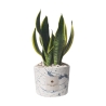 Bombonnière sansevieria dans pot en ciment décoré Simone Offre