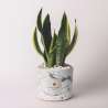 Bombonnière sansevieria dans pot en ciment décoré Simone Vente