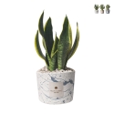 Bombonnière sansevieria dans pot en ciment décoré Simone Promotion