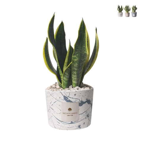 Bombonnière sansevieria dans pot en ciment décoré Simone Promotion