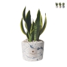 Bombonnière sansevieria dans pot en ciment décoré Simone Promotion