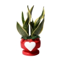 Sansevieria bomboniera Paola Rolando dans pot décoratif avec cœur Eden Offre