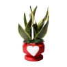Sansevieria bomboniera Paola Rolando dans pot décoratif avec cœur Eden Offre