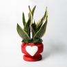 Sansevieria bomboniera Paola Rolando dans pot décoratif avec cœur Eden Vente