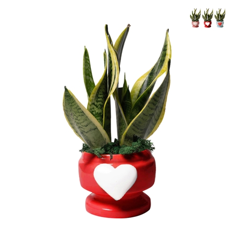 Sansevieria bomboniera Paola Rolando dans pot décoratif avec cœur Eden Promotion