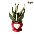 Sansevieria bomboniera Paola Rolando dans pot décoratif avec cœur Eden Promotion