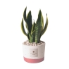 Sansevieria d'intérieur en pot de ciment Paola Rolando Flora Offre
