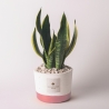 Sansevieria d'intérieur en pot de ciment Paola Rolando Flora Vente