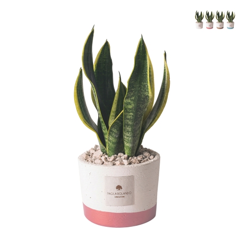 Sansevieria d'intérieur en pot de ciment Paola Rolando Flora Promotion