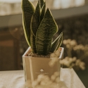 Cadeau d'invité Paola Rolando sansevieria nana en pot en verre en cube Sogno Offre