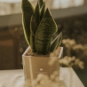Cadeau d'invité Paola Rolando sansevieria nana en pot en verre en cube Sogno Offre
