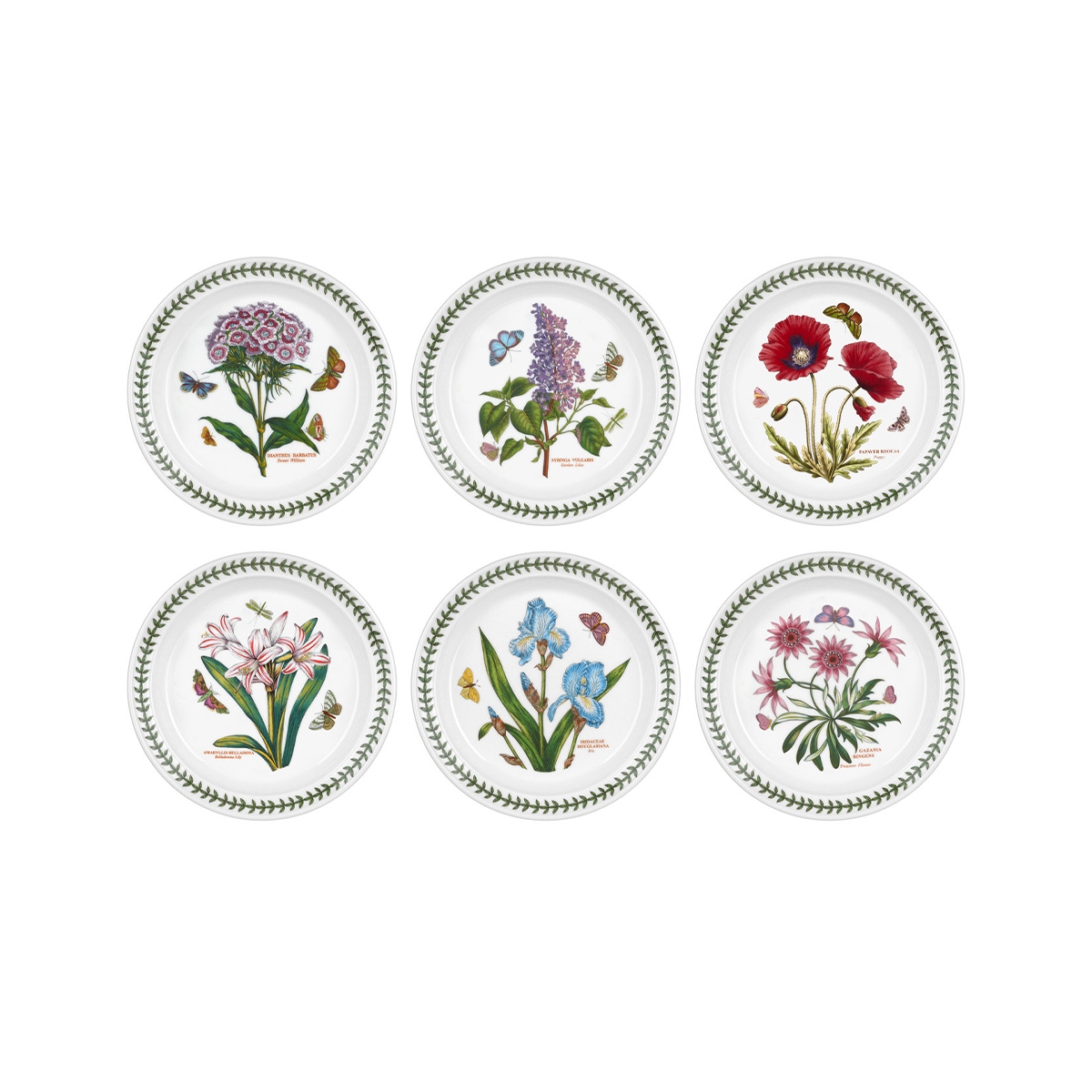Lot de 6 assiettes plates 20 cm en porcelaine Portmeirion Botanic Garden Promotion