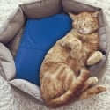 Tapis rafraîchissant pour animaux 50x70 cm Puppy Vente