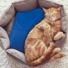 Tapis rafraîchissant petit format en gel pour animaux 30x40cm Puppy Vente