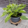 Chariot rond pour plantes en bois avec roulettes 