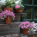 Étagère échelle porte-plantes à 3 niveaux en fonte pour extérieur Vente